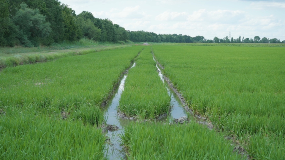 Green field of rice in the water