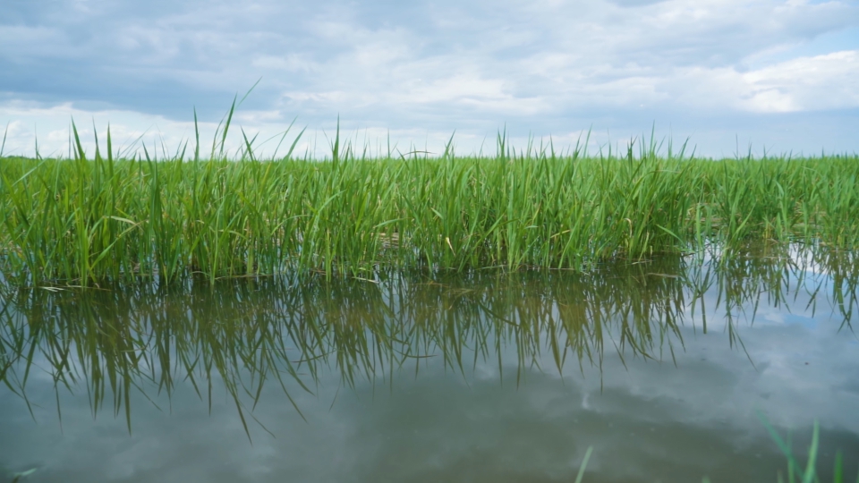 Piante verdi di riso crescono in acqua
