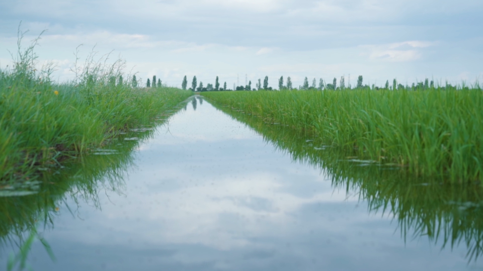 Water channel with rice field around