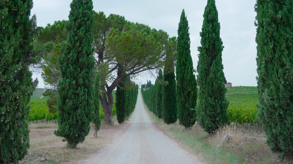 Strada toscana circondata da piante di cipresso
