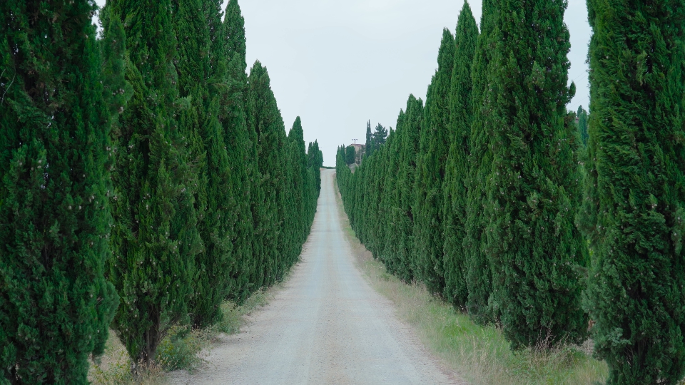 Cipresso verdi lungo strada sterrata in Toscana