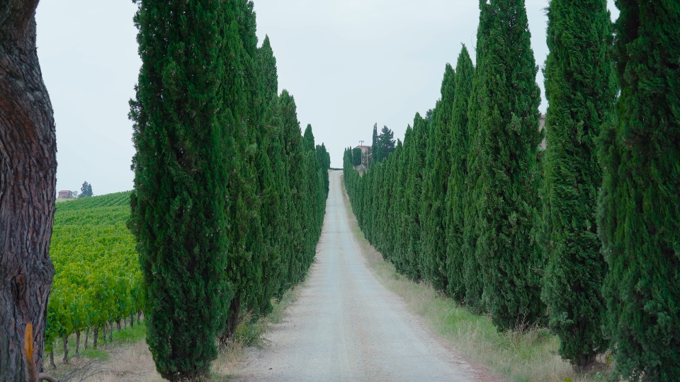 Beautiful road in Tuscany along tall green trees