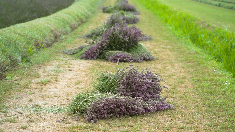 Piles of freshly picked lavender