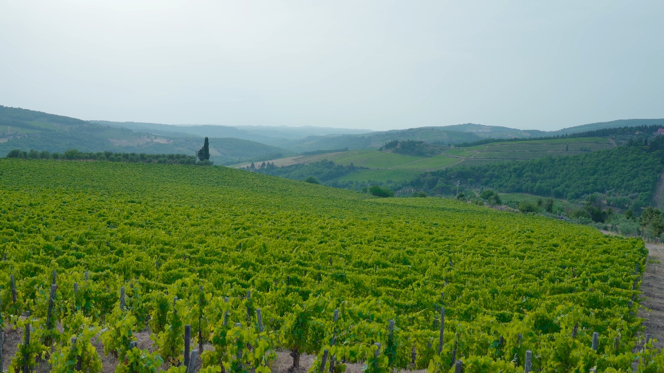 Bellissimo paesaggio della Toscana con le viti