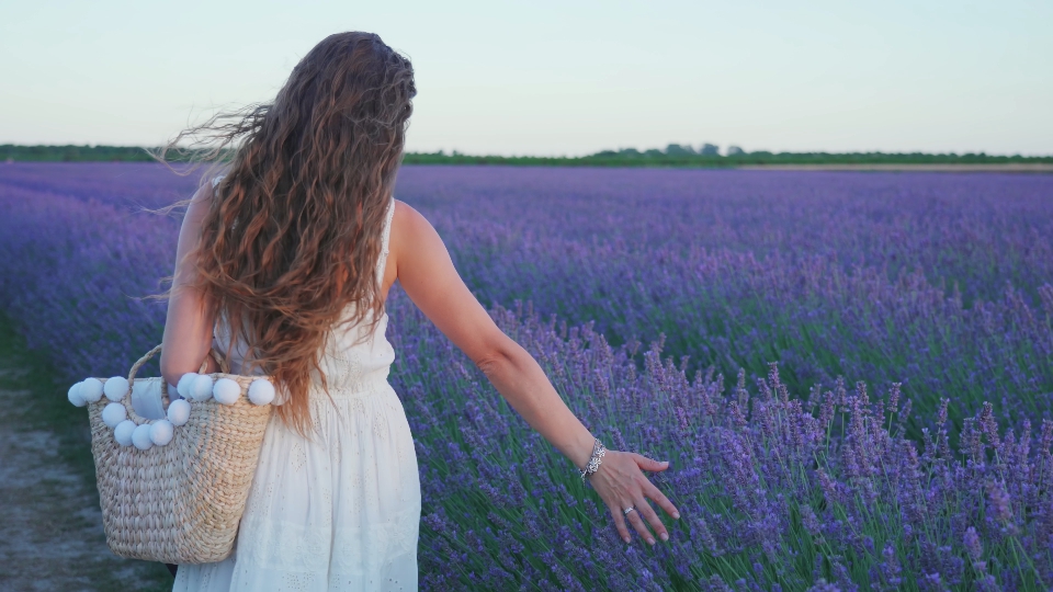Woman walks, touching lavender with her hand