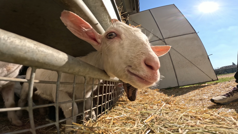 Caprette nella stalla
