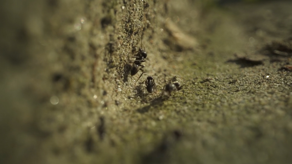 Black ants walk on the ground