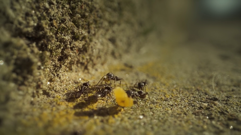 Ants carry food in groups