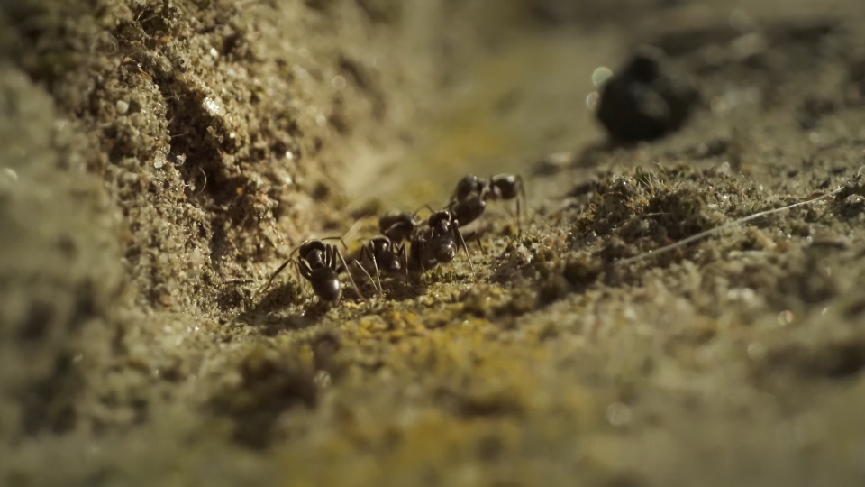 Black ants