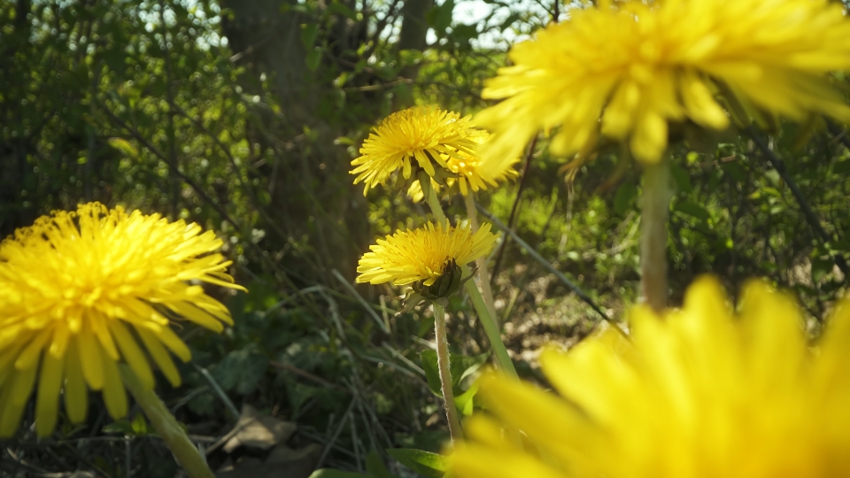 Yellow dandelions in the sunshine