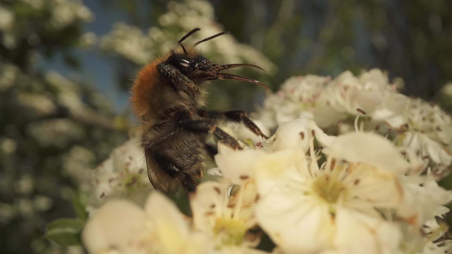 Bombo seduto sul fiore bianco dell’albero in autunno