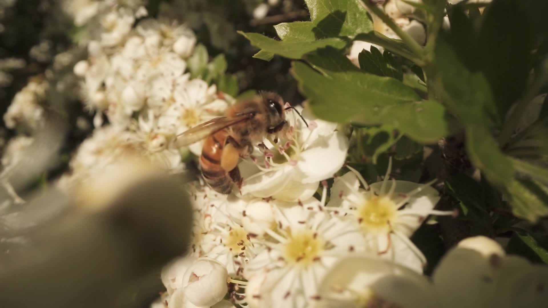 Un’ape bottinatrice in cerca di polline e nettare sull’albero di ciliegio che fiorisce