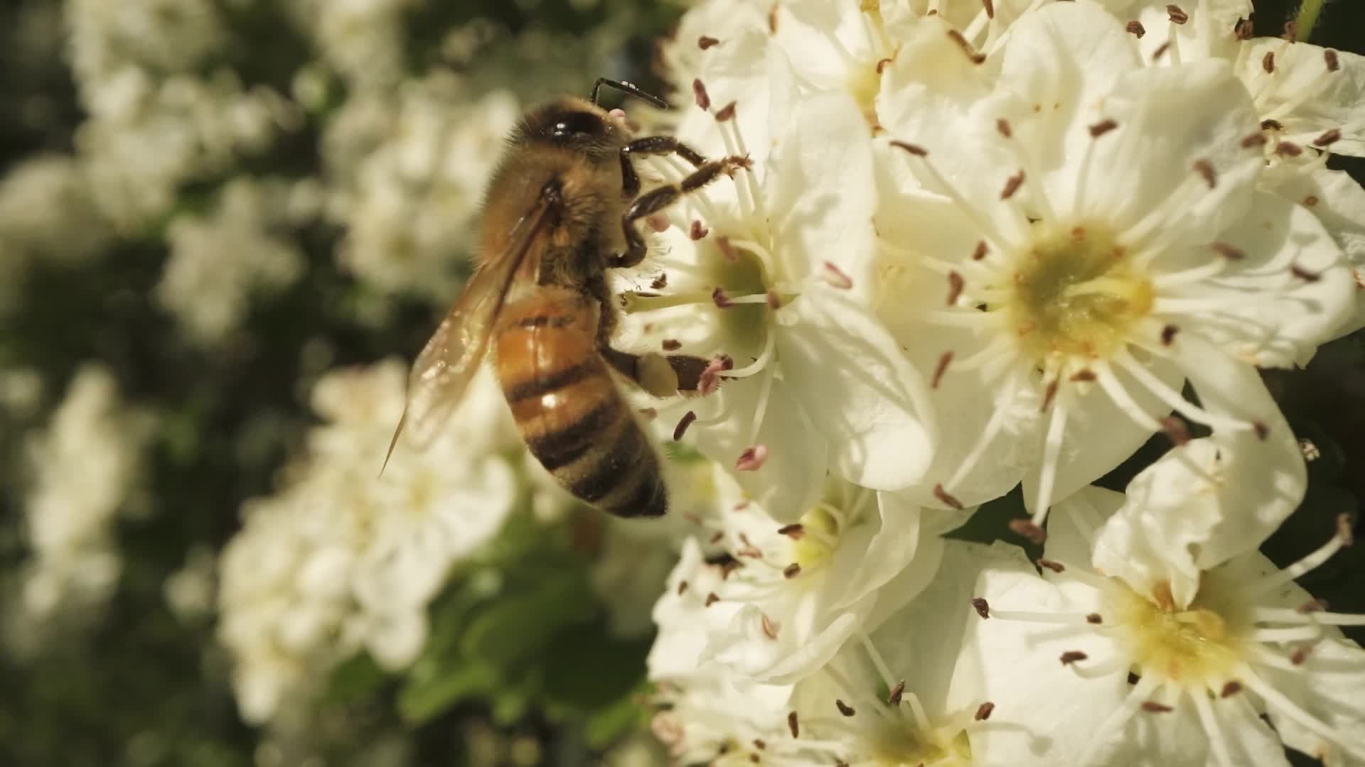 Un’ape si arrampica sul fiore bianco