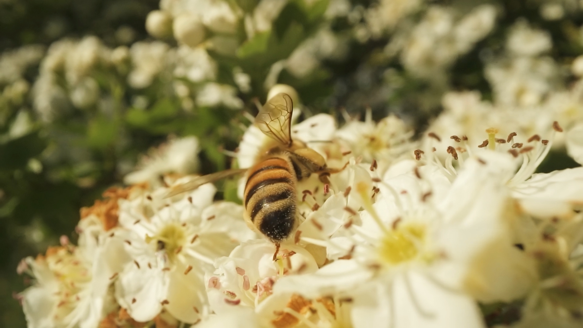 Ape sui fiori in cerca di nettare