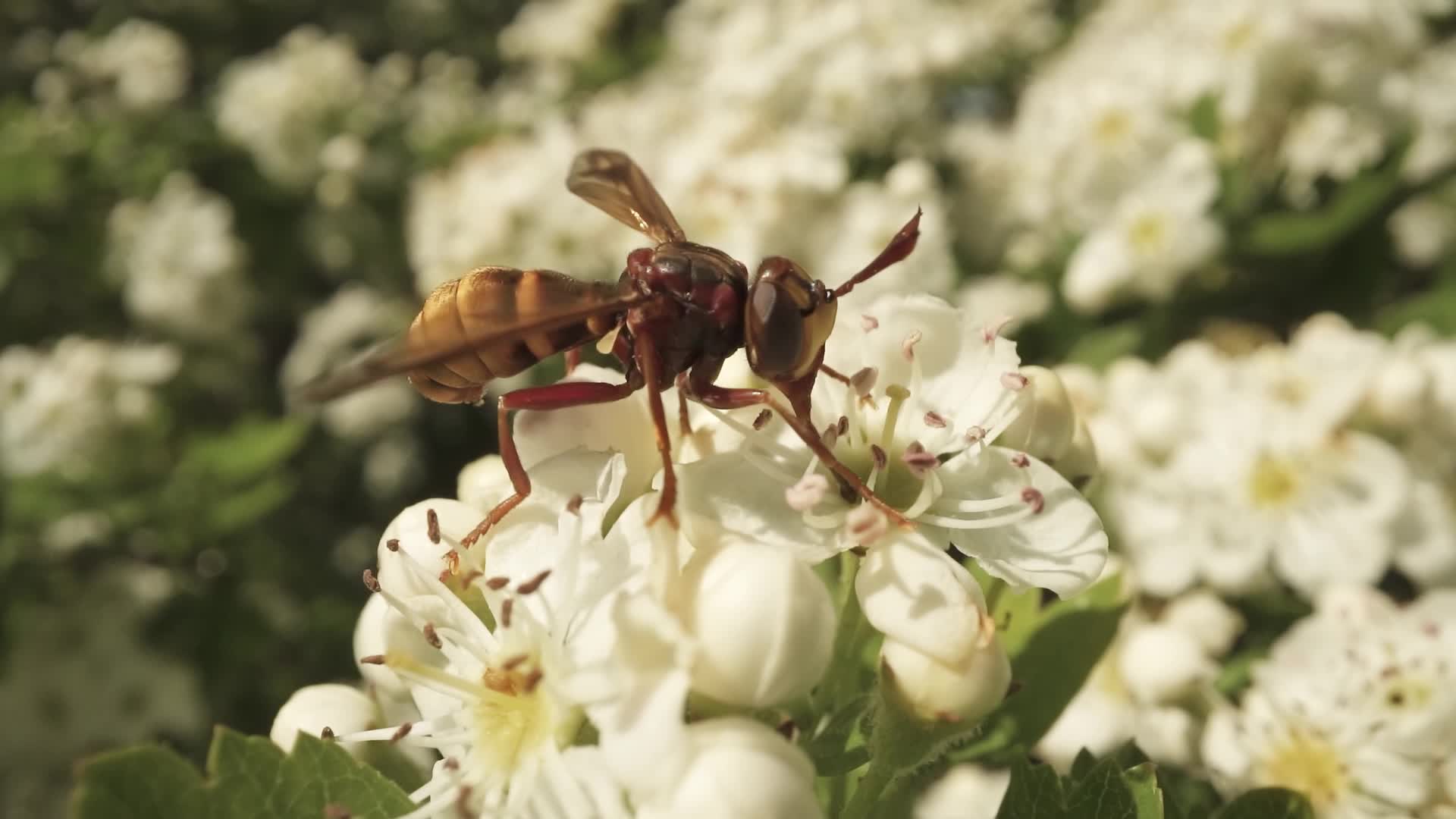 Wasp feeds on the nectar of the white flower