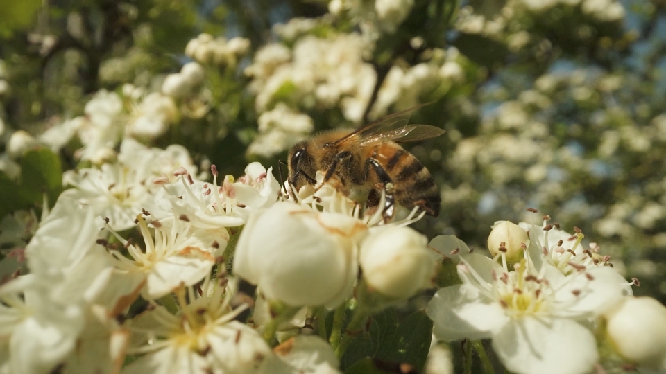 FULL HD macro video of the foraging bee