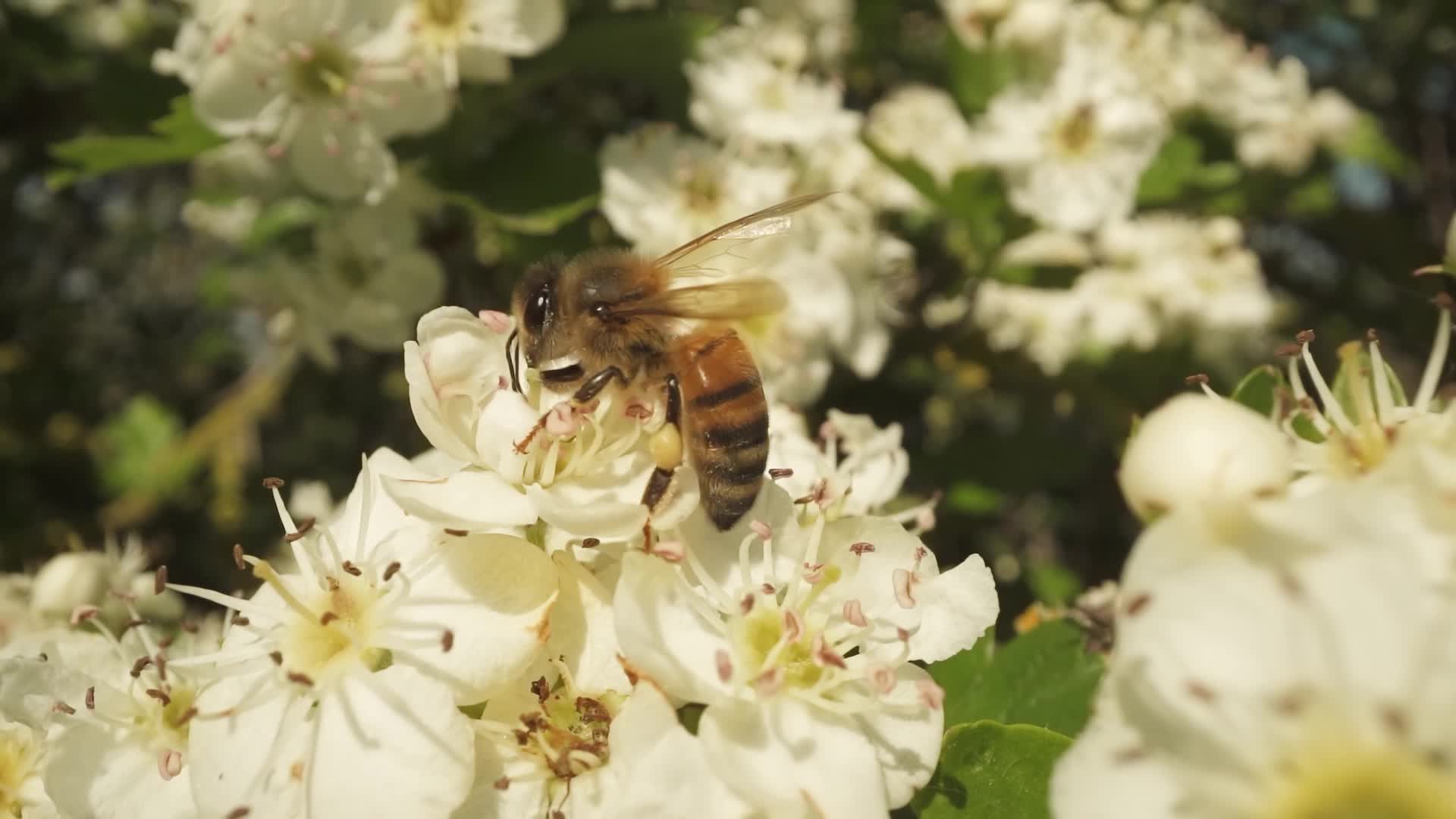 White blossoms of a tree in spring with bee above
