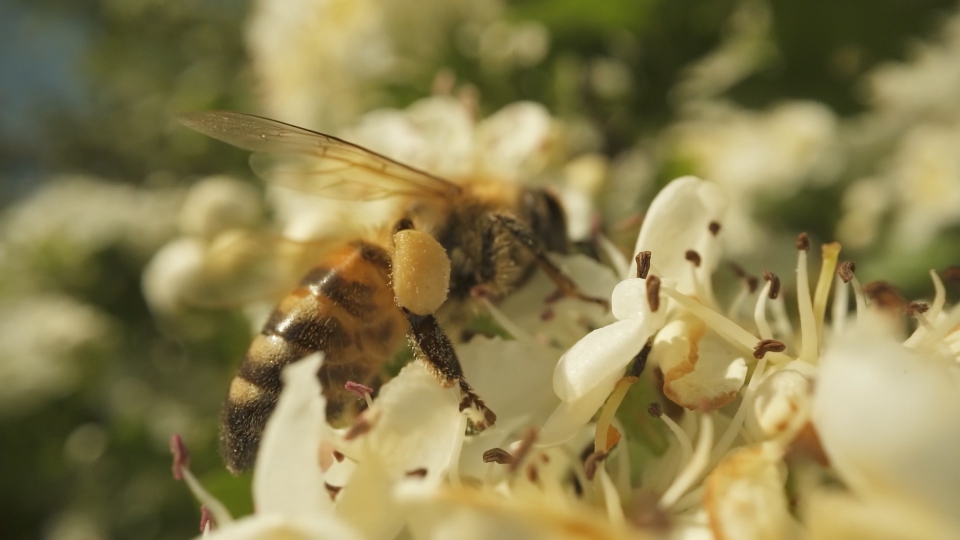 Nectar Harvesting: The Tireless Work of Bees