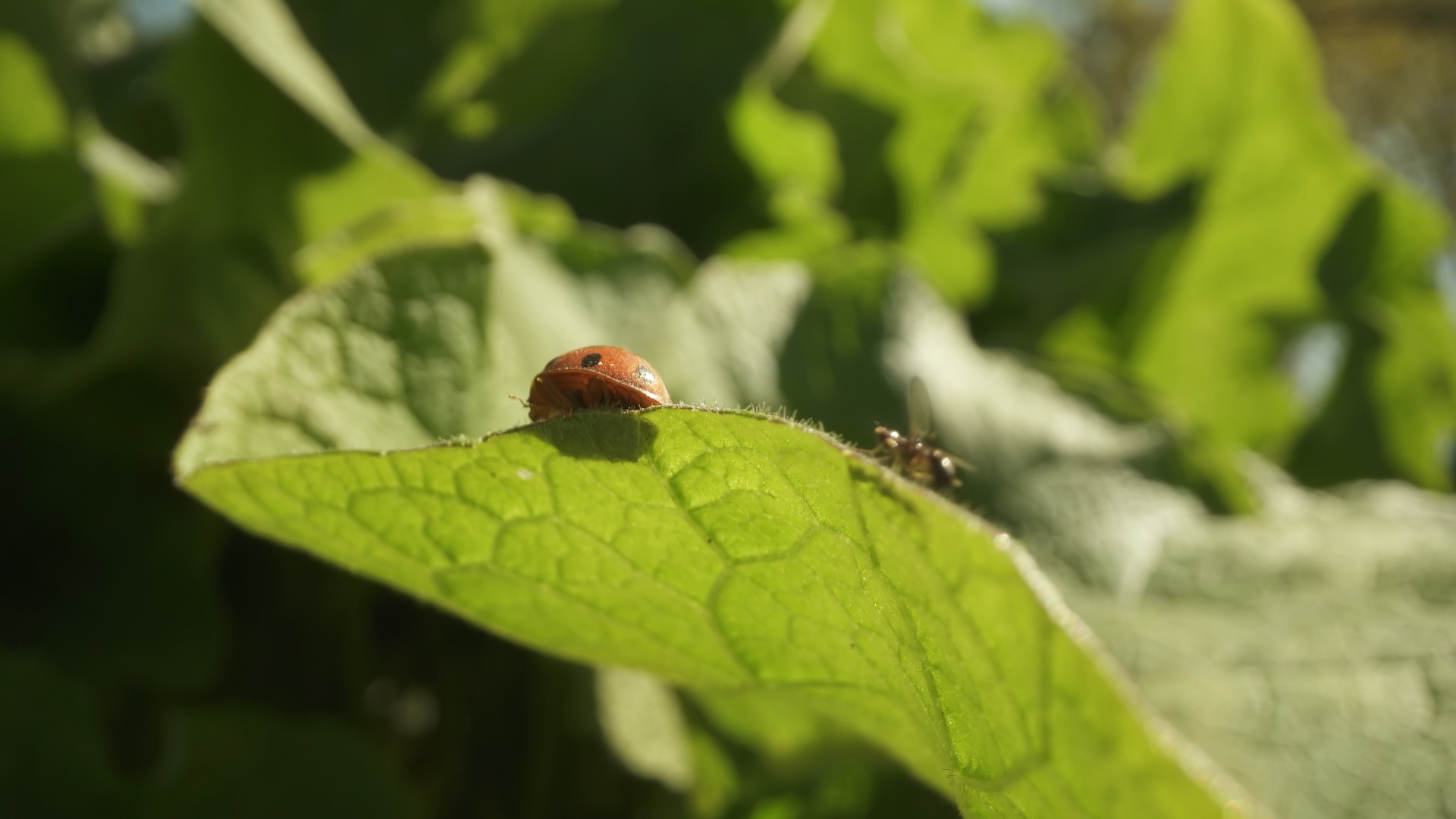 Ladybug on Burdock Leaf