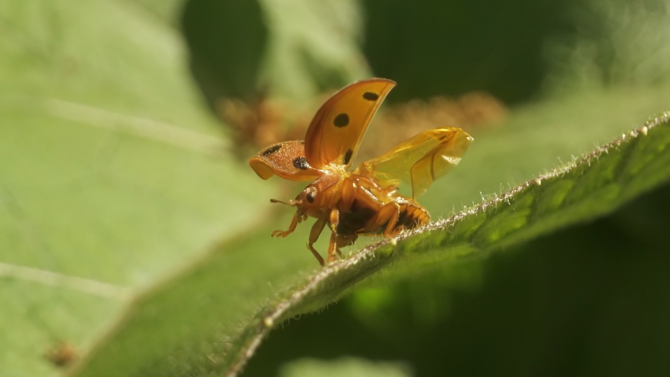 Coccinella: Volo nella Libertà