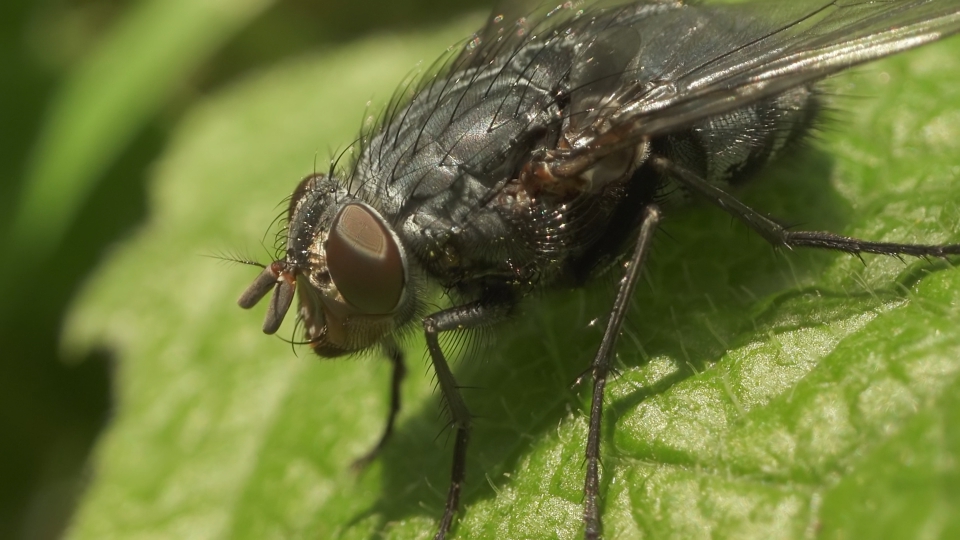 Ripresa macro della mosca