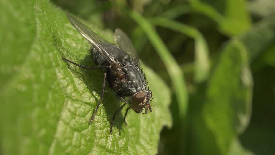 Fly sitting on the green leaf in the nature