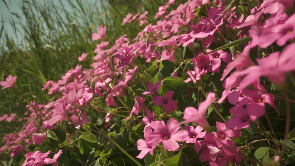 Oxalis acetosella in primavera