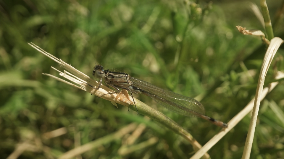 La libellula seduta sulla pianta