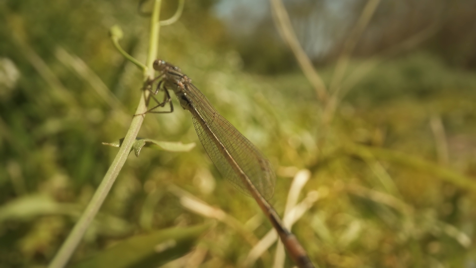 Libellula seduta sulla pianta in primavera
