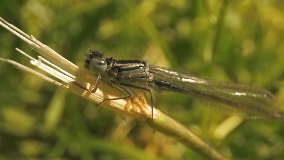 The Dragonfly: Embodiment of Beauty and Freedom in the Skies