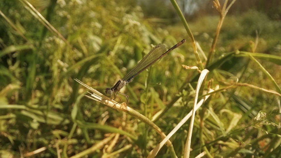 The dragonfly is attacked by a fly