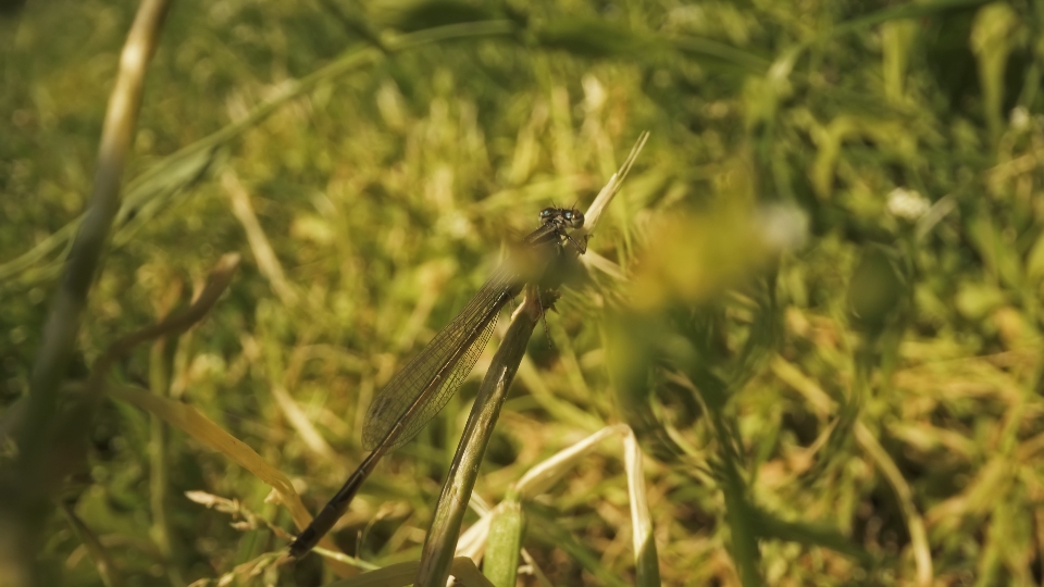 Dragonfly among green plants