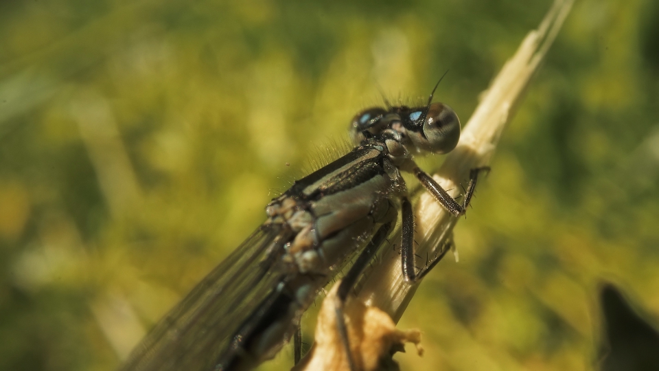 Primo piano del corpo della libellula ferma sul ramo