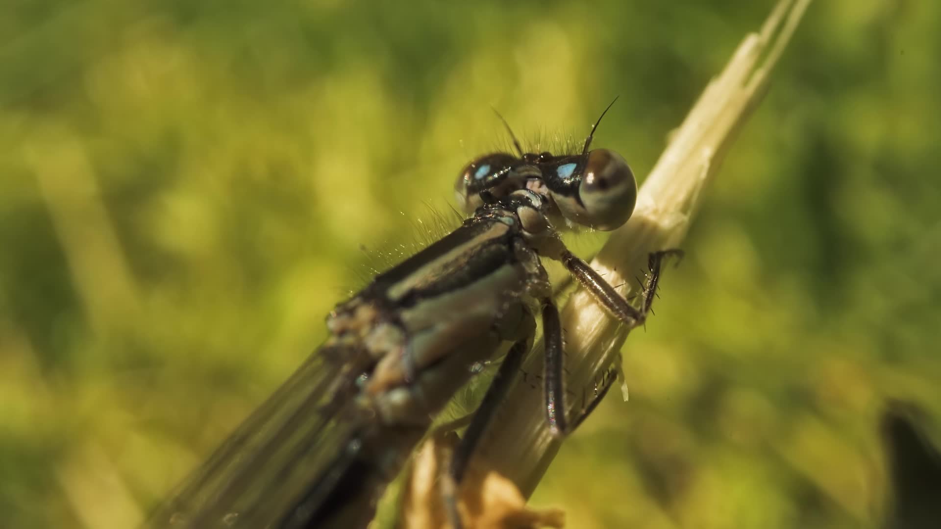 Sguardo della libellula da vicino