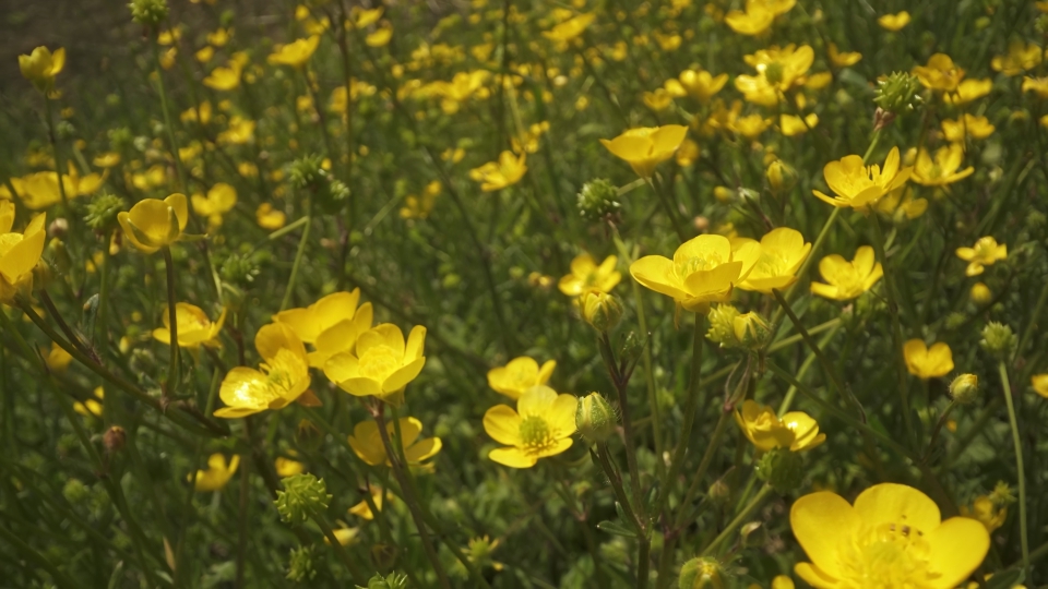 Piante della Ranunculus arvensis fioriscono