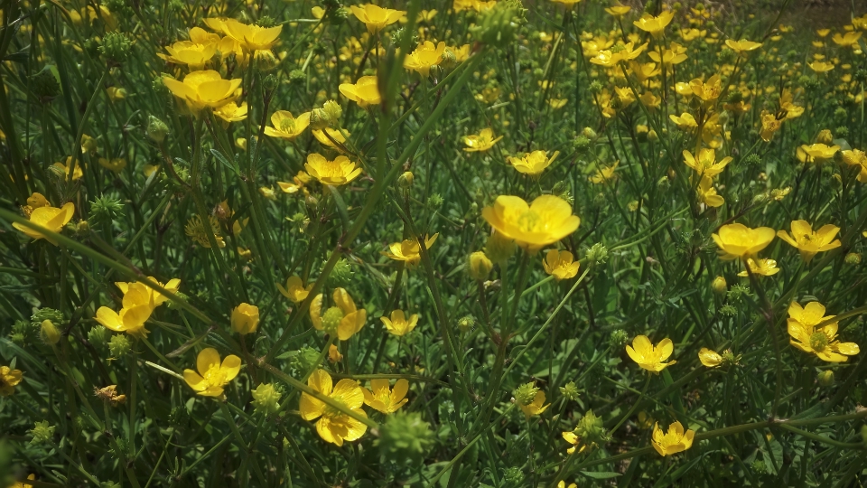 Buttercup flowers