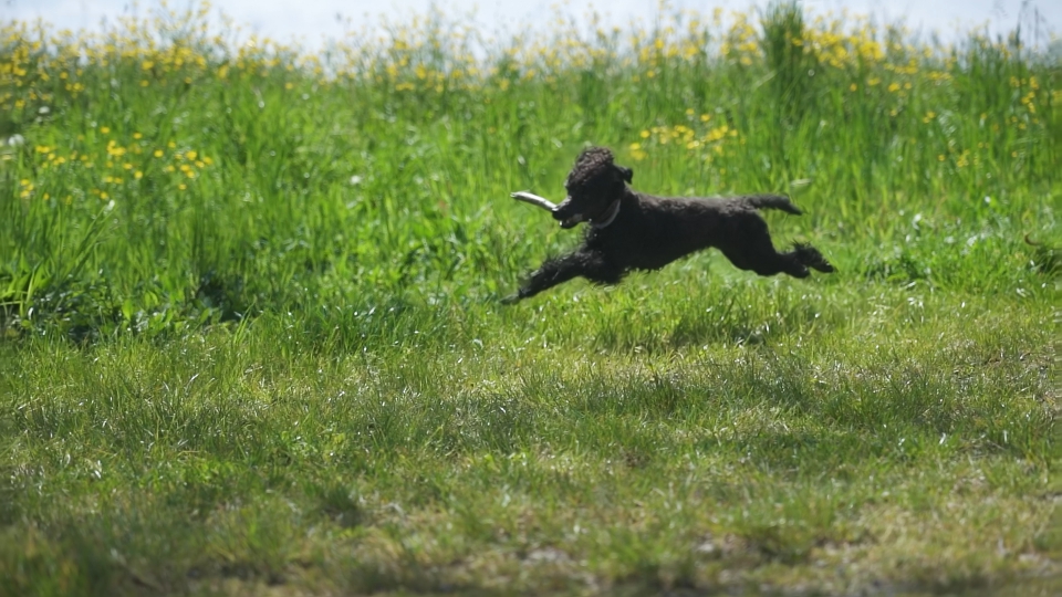 Cane corre con bastone in bocca