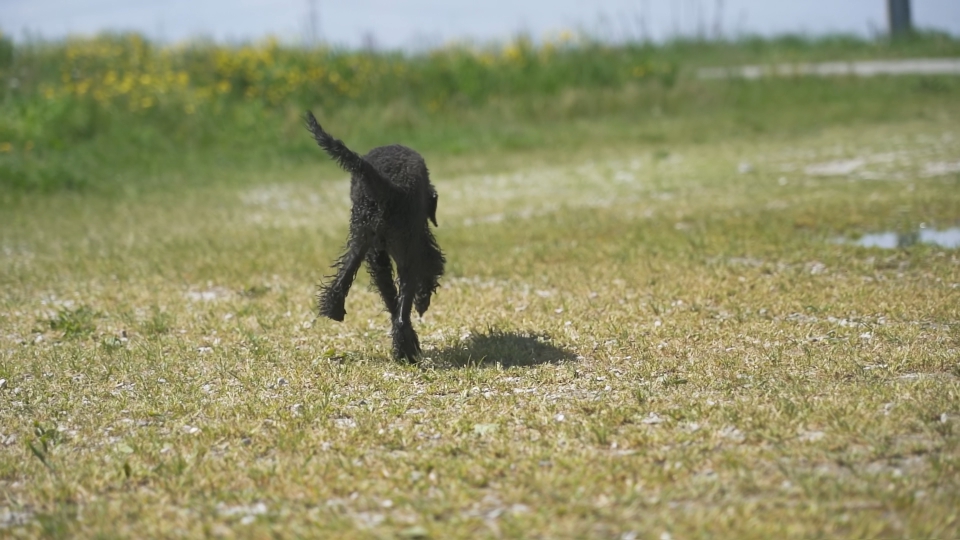 Dog seen from behind runs in spring