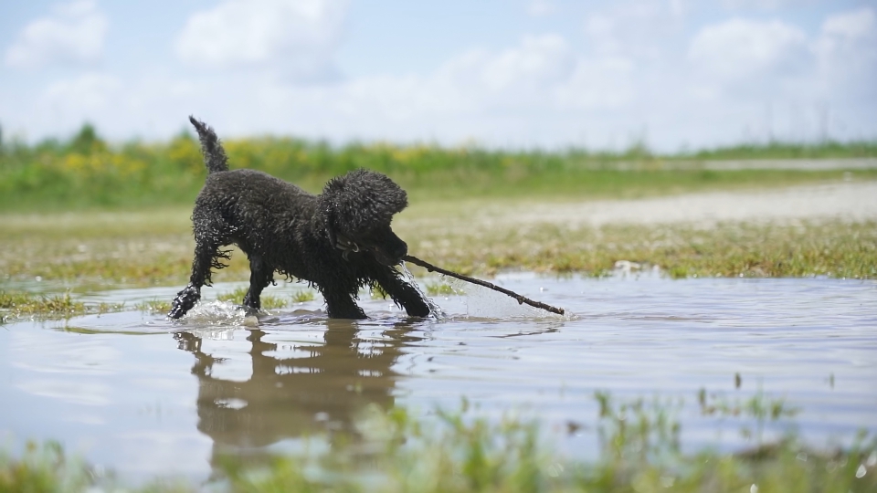 Dog plays with stick in water in slow motion