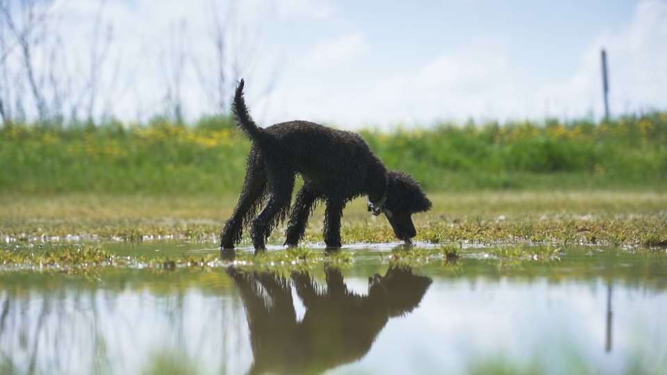 Dog drinks water from the puddle in nature