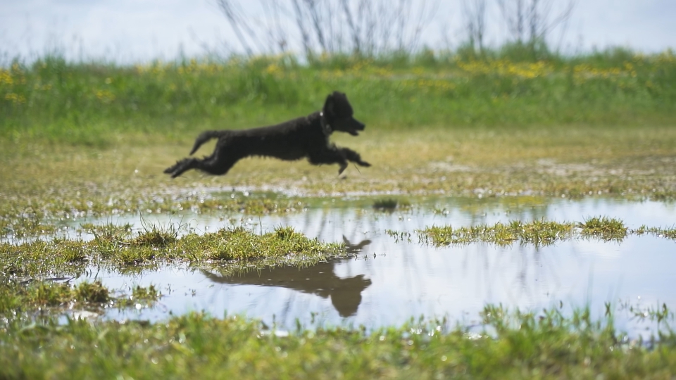 Pozzanghera tra la natura davanti alla quale corre piccolo cane nero