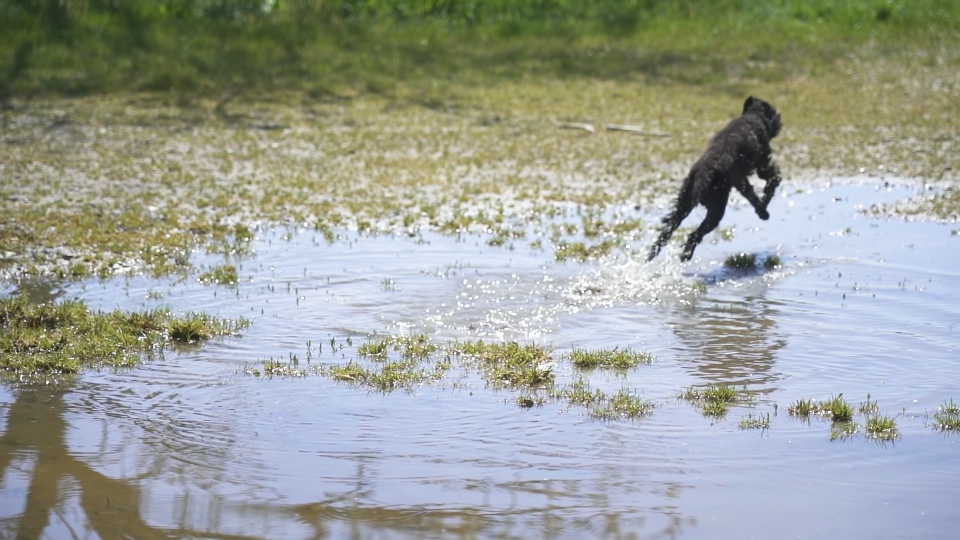 Little black poodle enjoys playing in the puddle