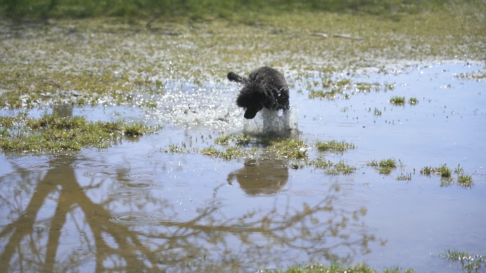 Small black dog plays in the water on slow motion