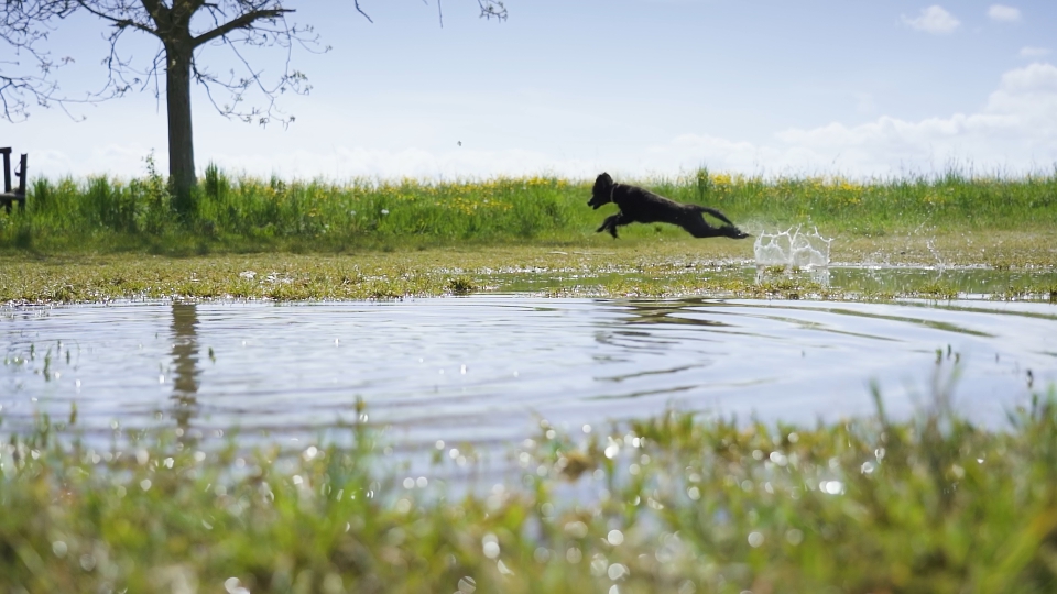 Dog runs fast