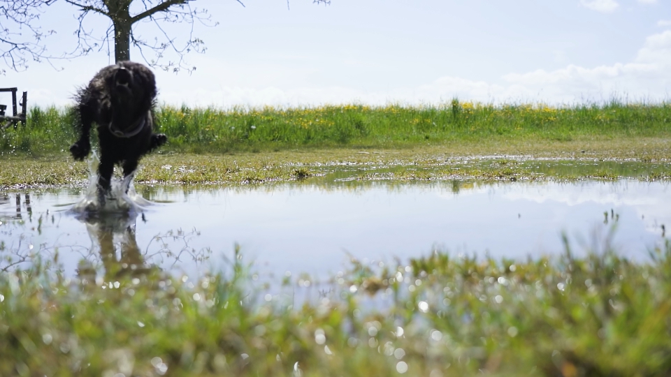 Dog jumps into puddle splashing water