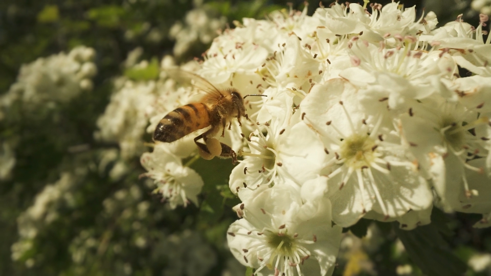 Bee flies collecting nectar