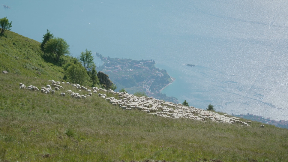 Vista dal Monte Baldo del Lago di Garda con le pecore sul prato