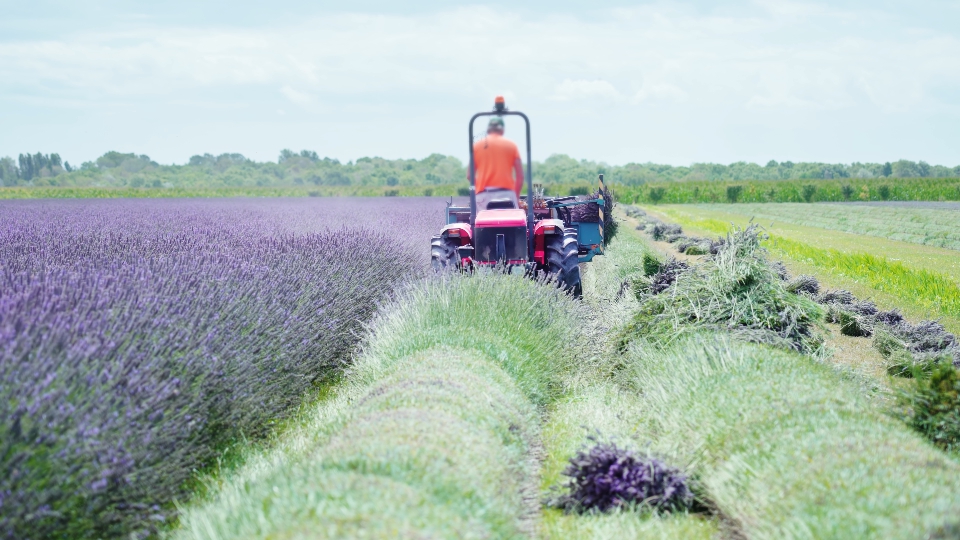 Tractor works on the lavender field