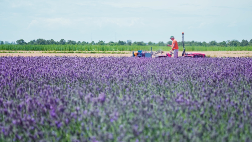 Un trattore sul campo di lavanda viola