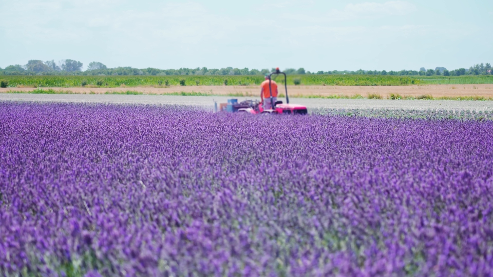 Tractor works on the purple field of lavender
